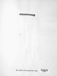 Antinoa pulchella image